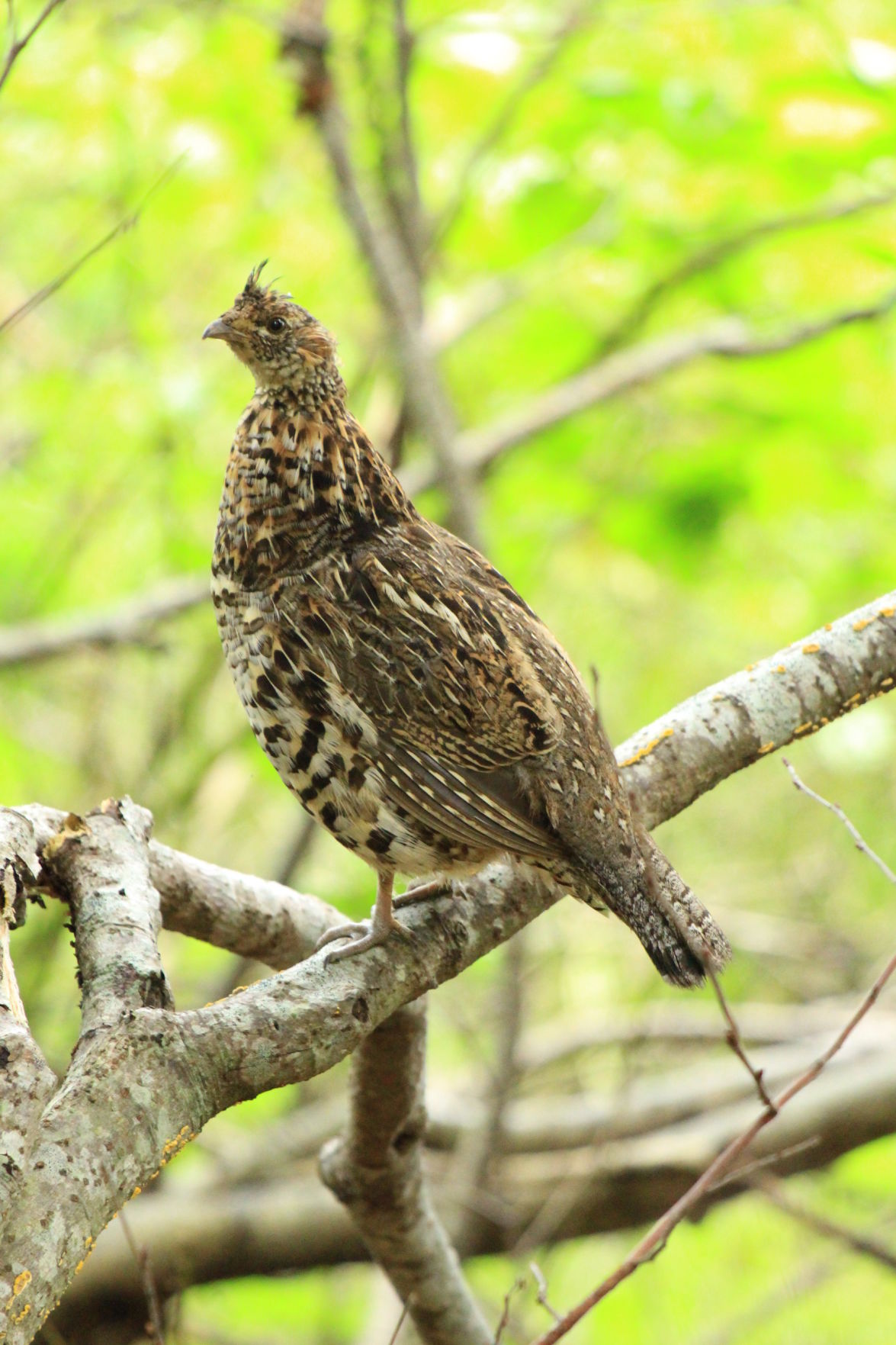 Ruffed grouse in tree